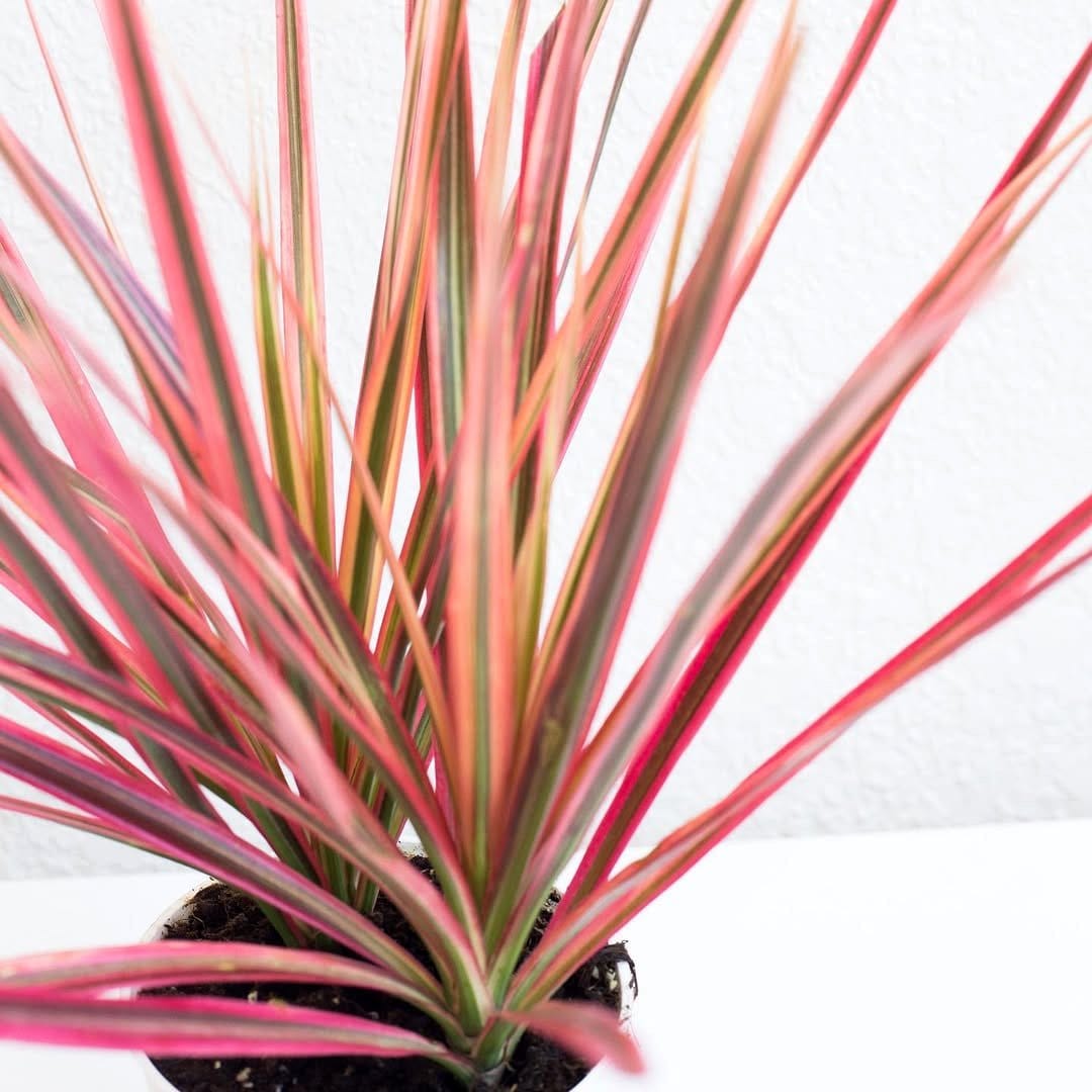 browning leaf edges on plant