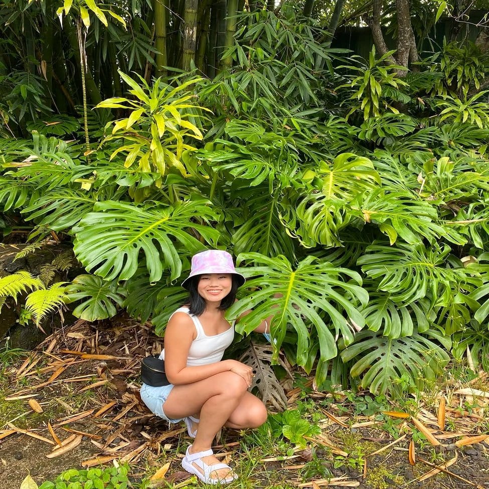 Indoor jungle with large Monstera plants