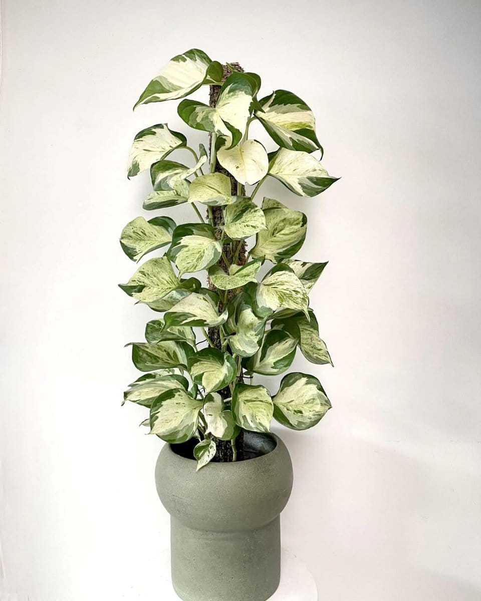 plant visibly larger than pot