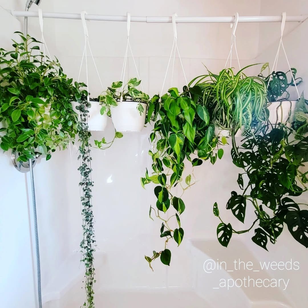 pothos plant draping from shower rod