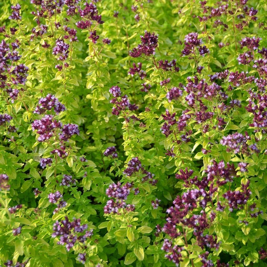 oregano plant with lavender blooms