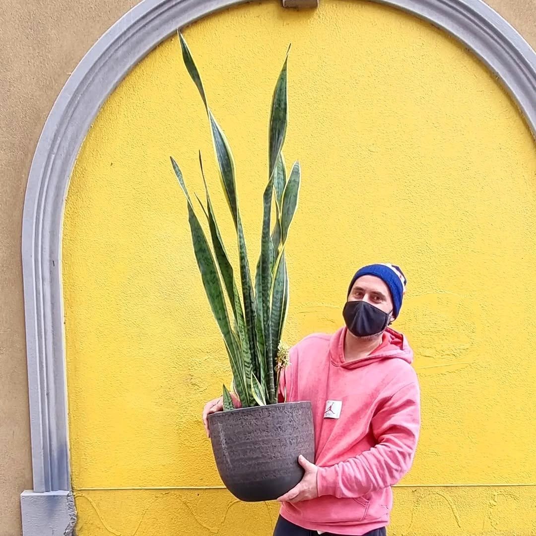 decorative pots for snake plants