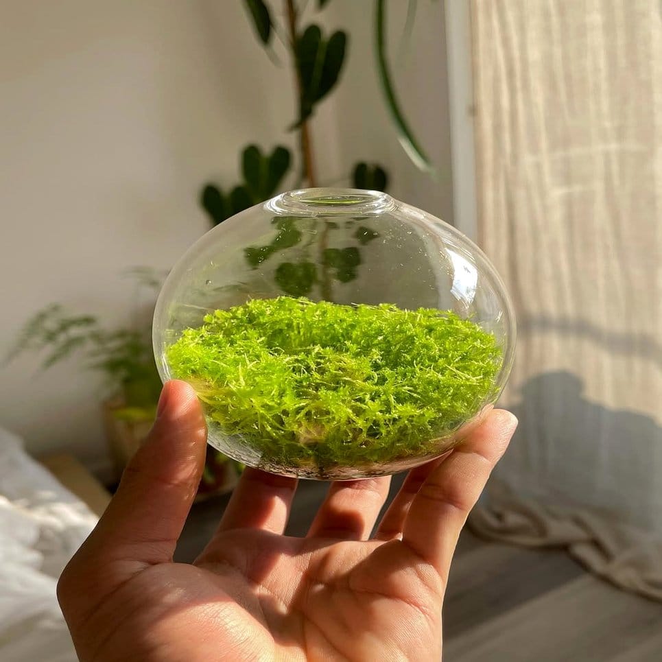 Glass terrarium with moss and stones