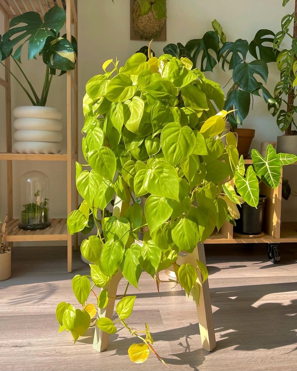 philodendron lemon lime with bright lime leaves