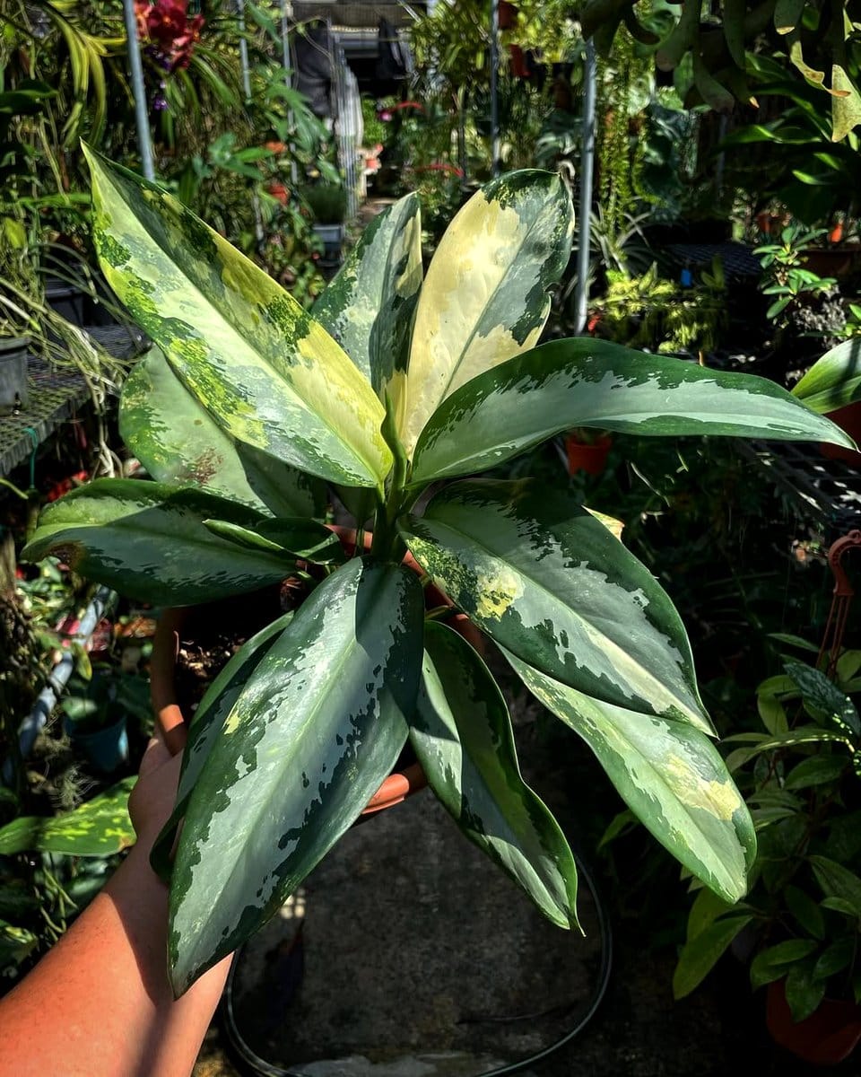 aglaonema with variegated leaves