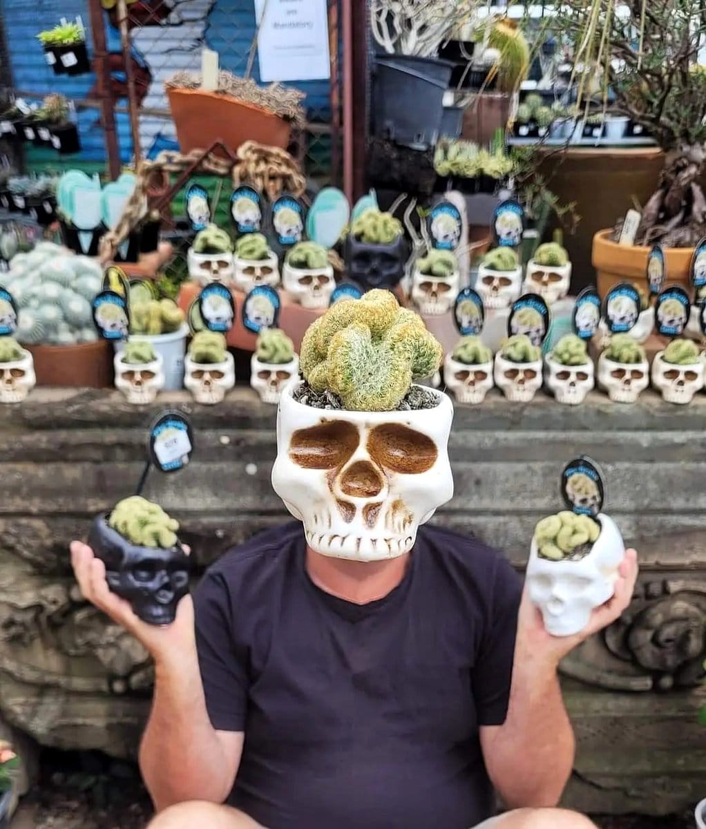 brain cactus in ceramic pot