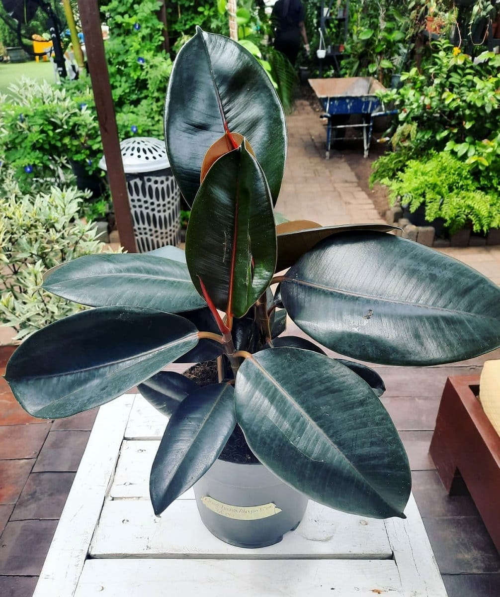 Rubber Plant with glossy leaves