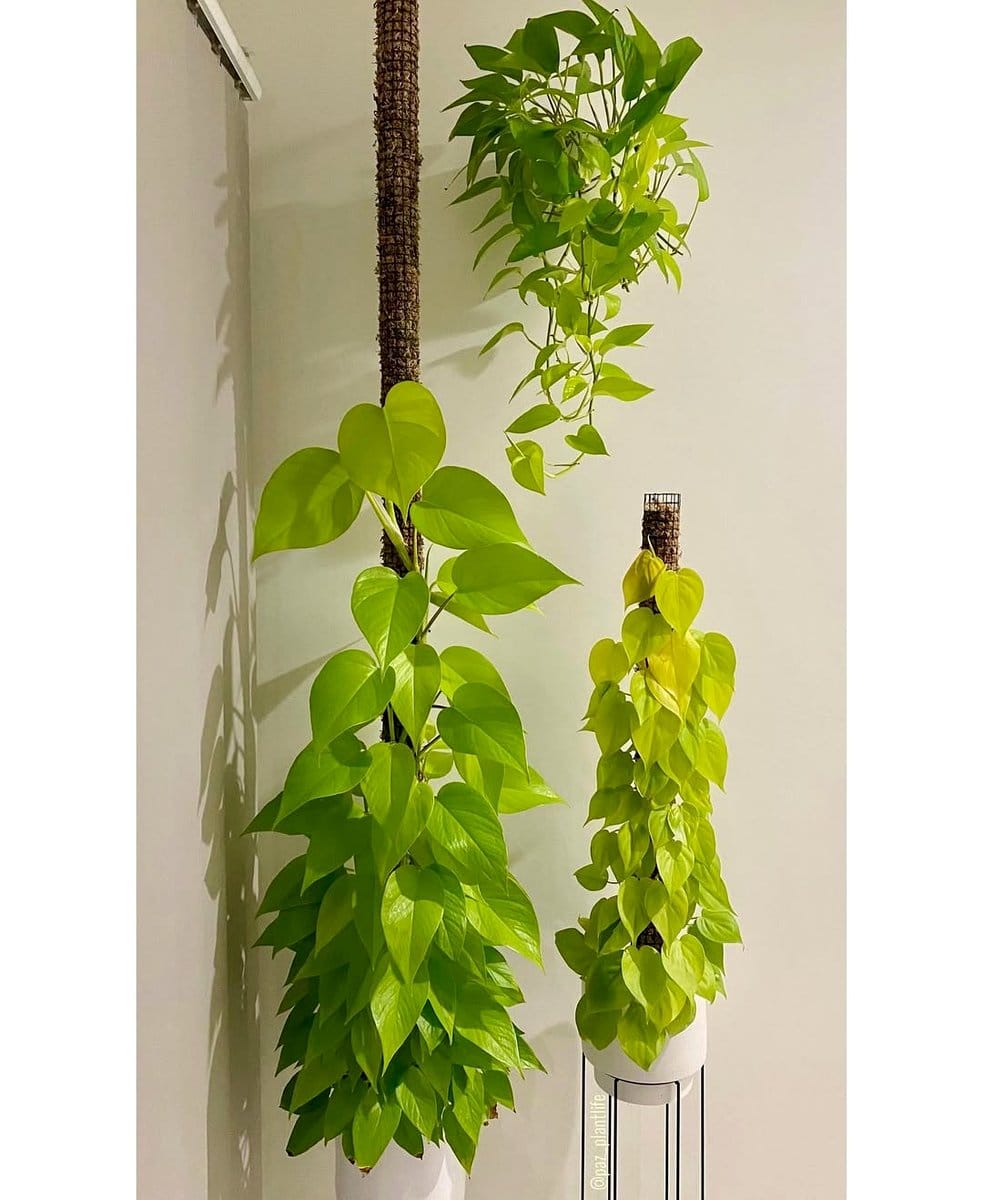 pothos hanging next to philodendron