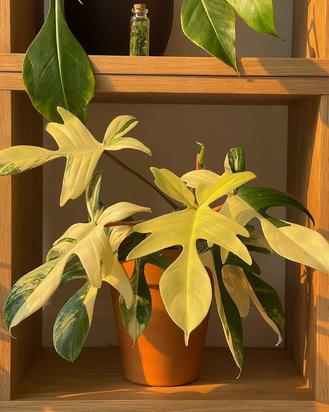 Minimalistic succulents in geometric planters