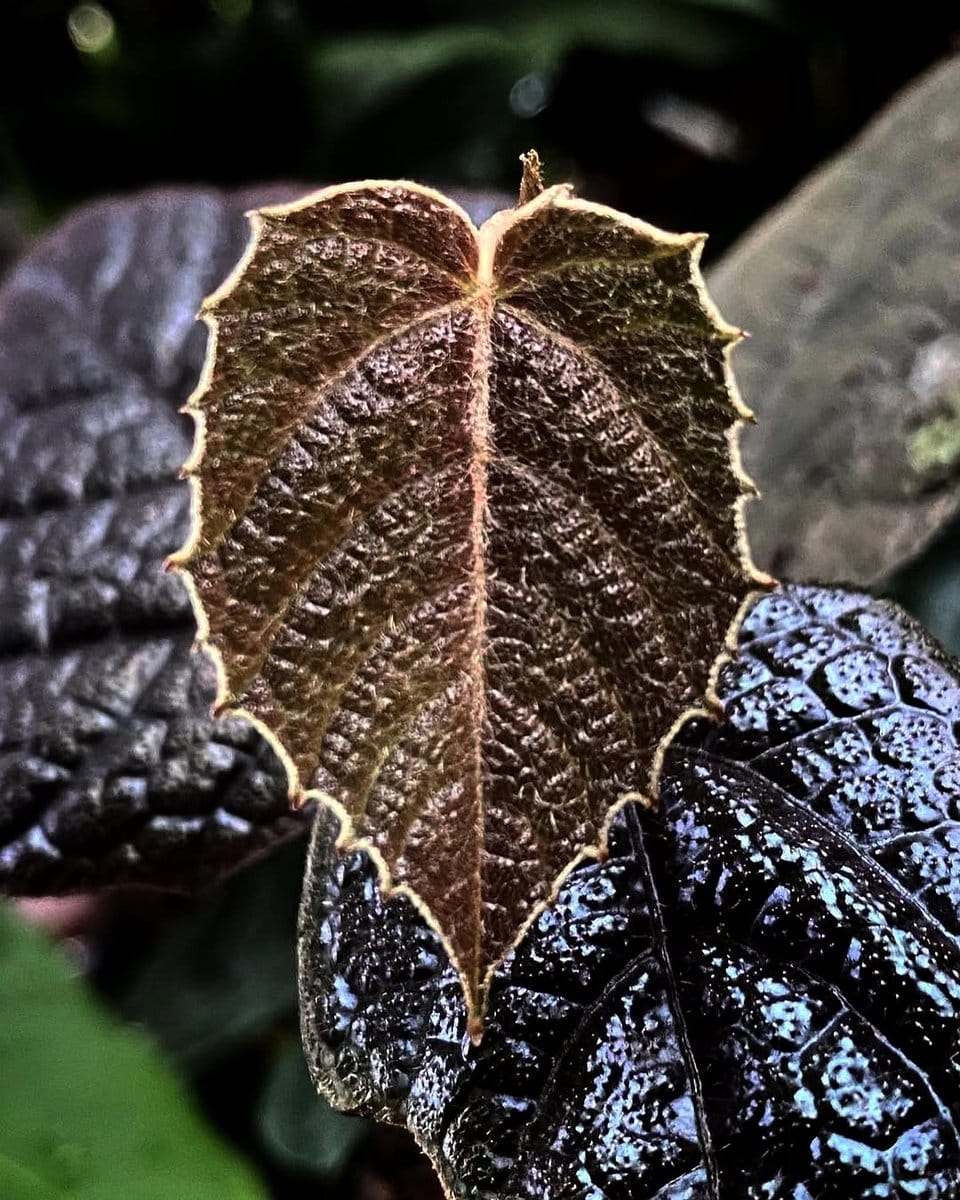 assortment of textured plant leaves