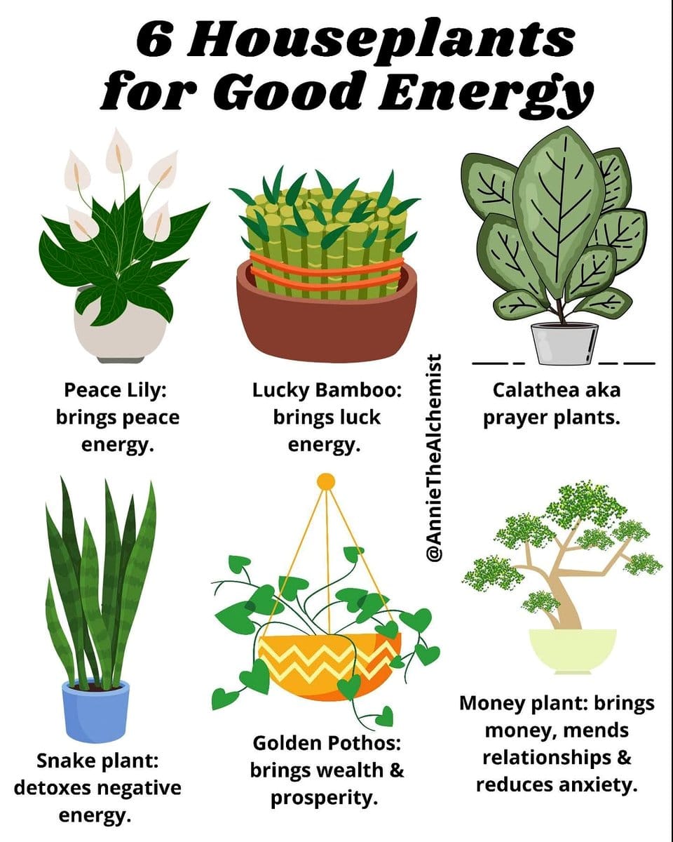 prayer plant in kid’s room