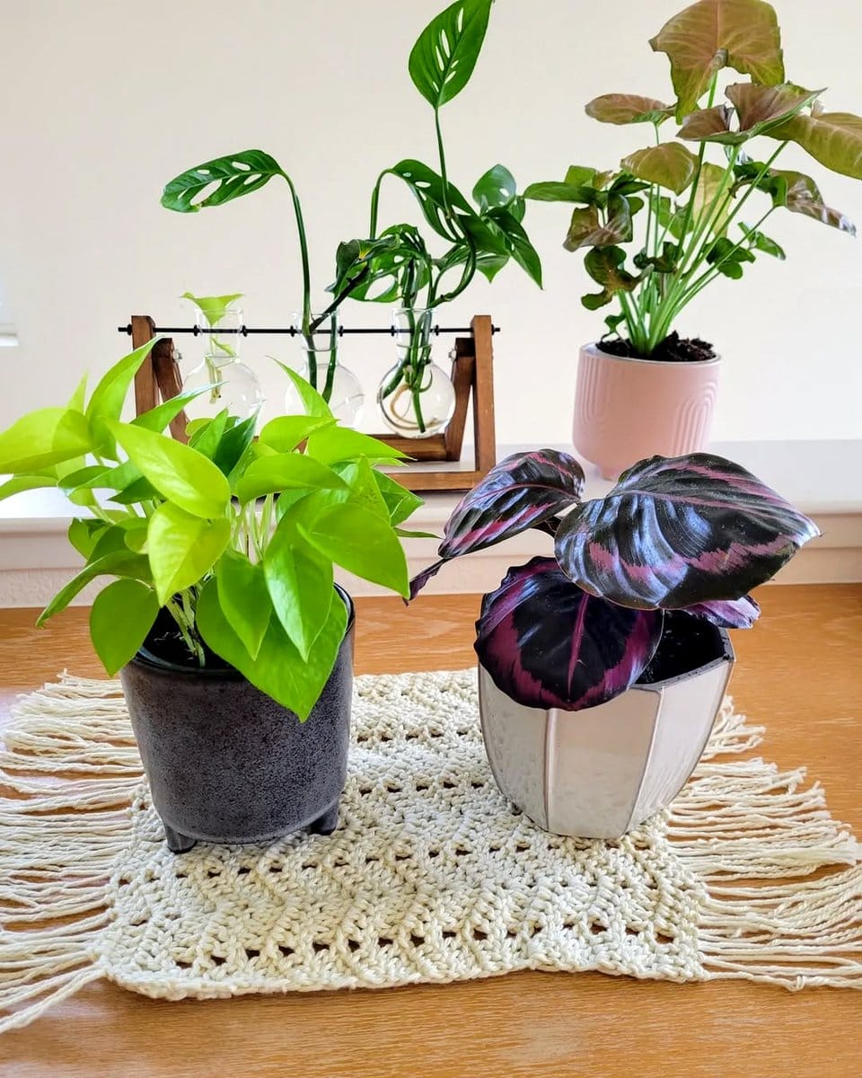 Calathea on patterned rug