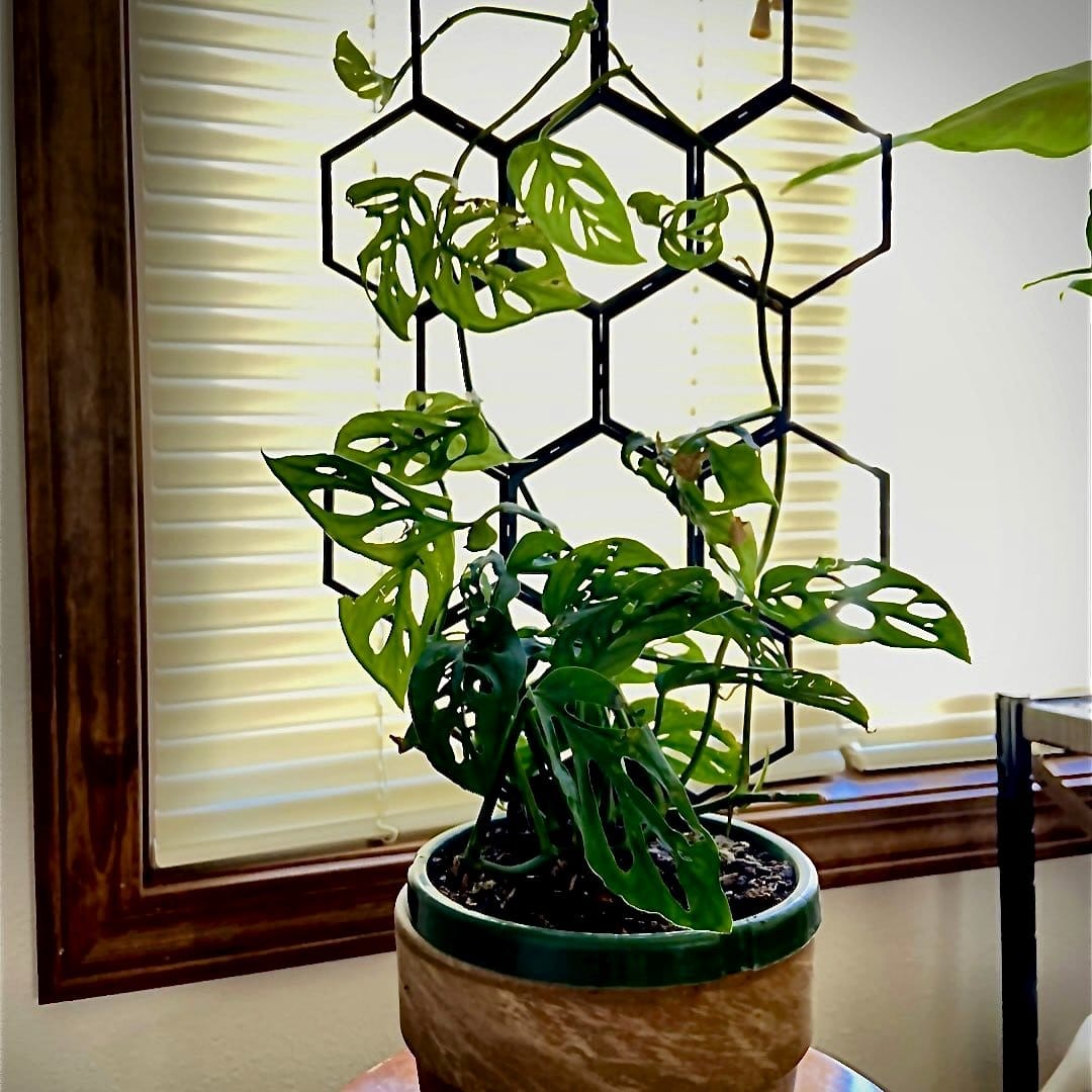 Monstera Adansonii climbing a trellis