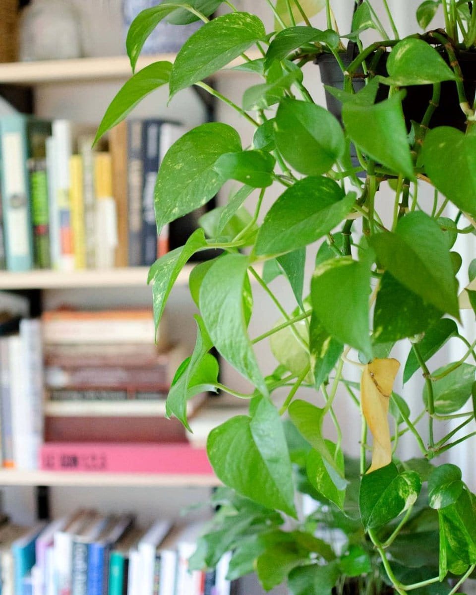 plant with drooping leaves