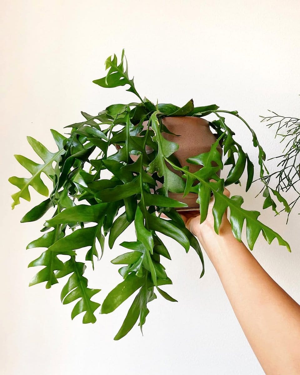 small ferns on wooden shelf
