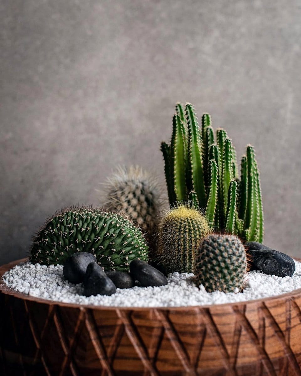 Varied succulents in geometric planters