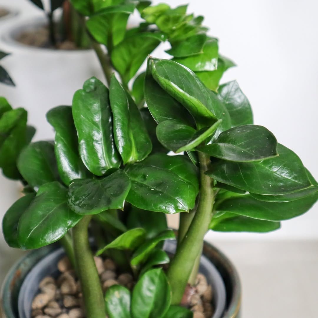 ZZ plant in modern geometric planter