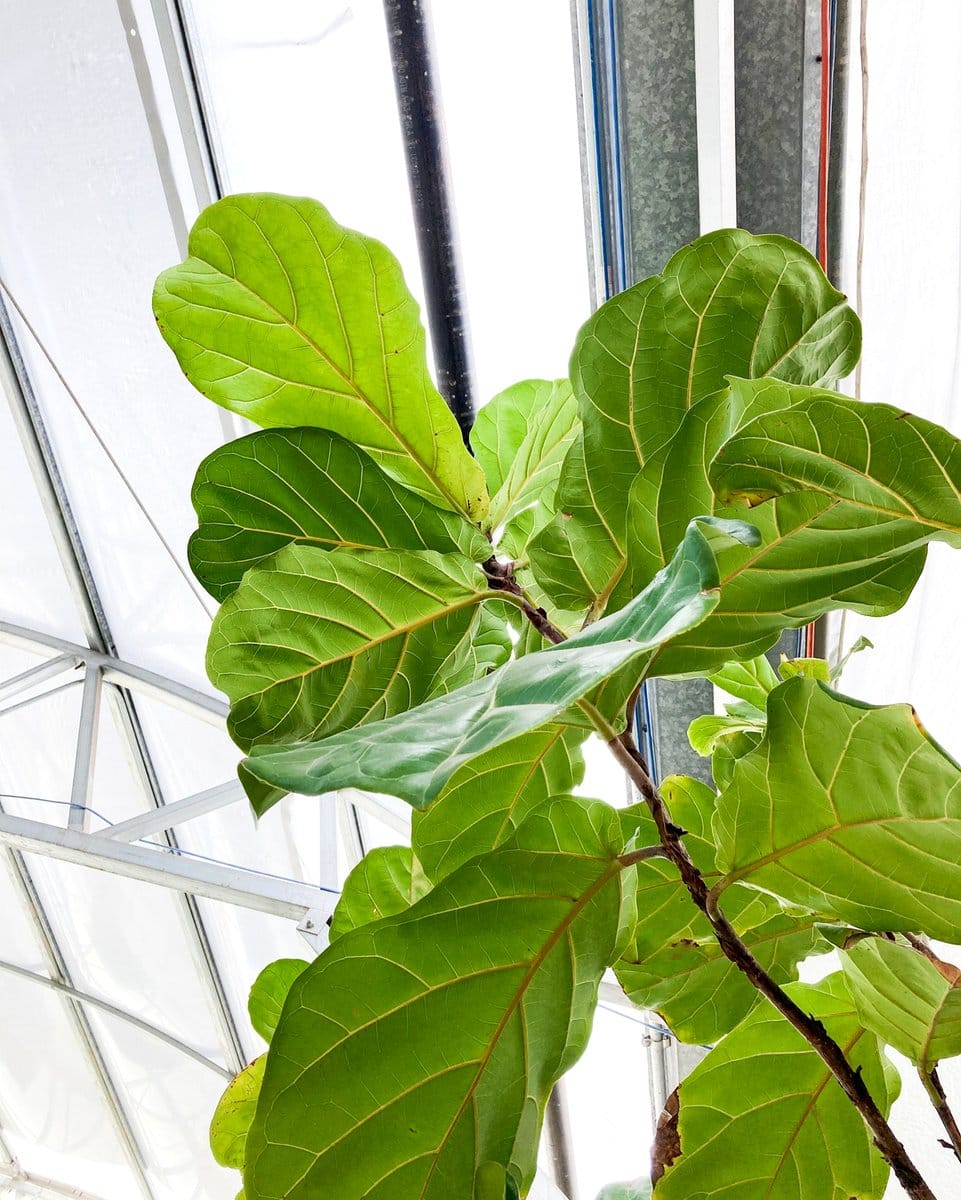 monstera beside fiddle leaf fig