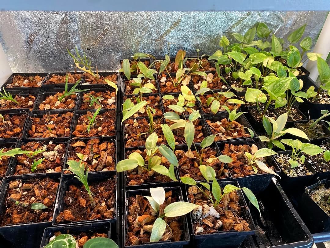 herbs in mason jars on windowsill