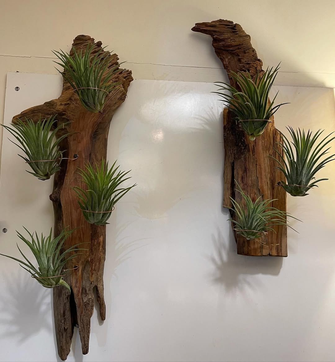 Air plants on driftwood display