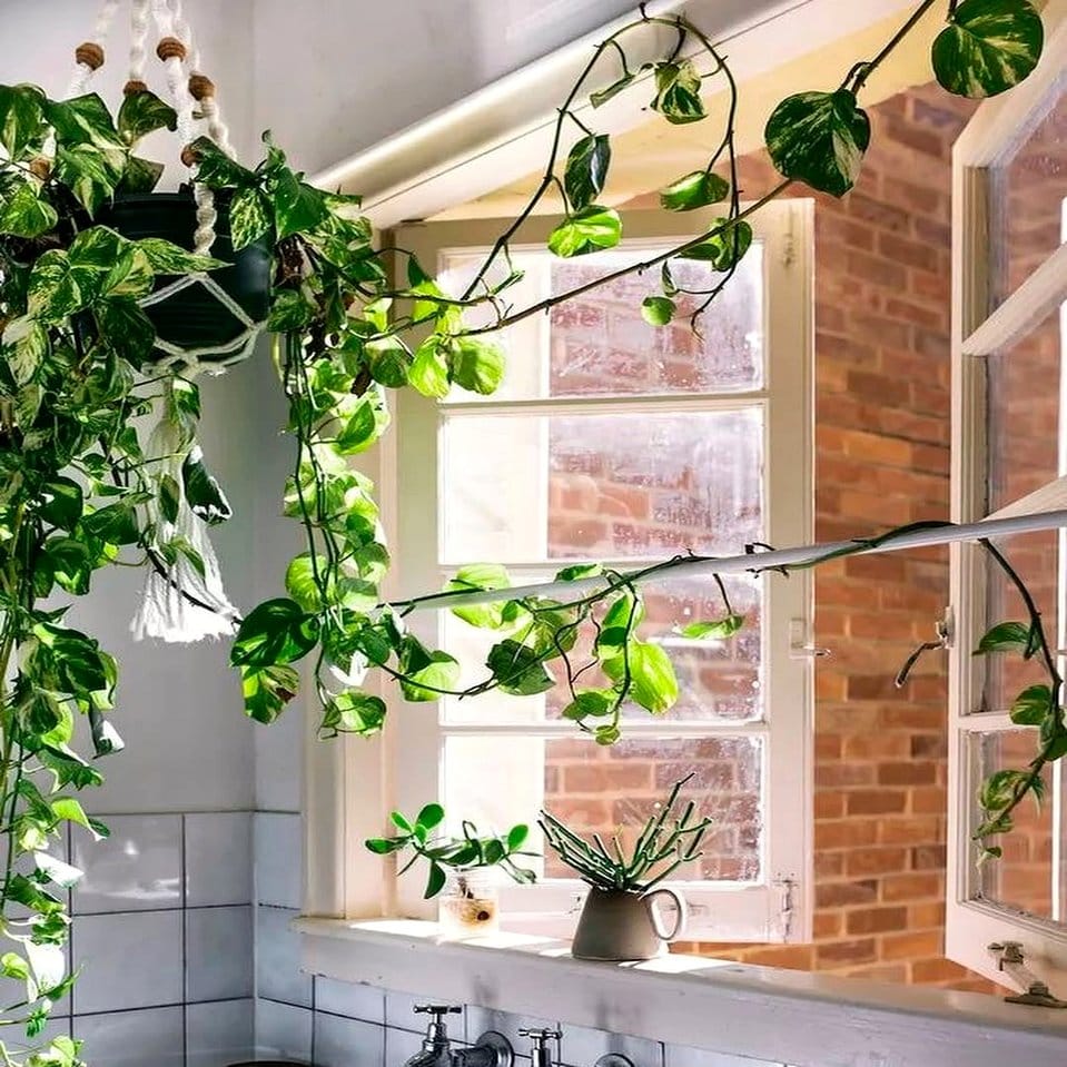 Hanging macramé planters with trailing vines