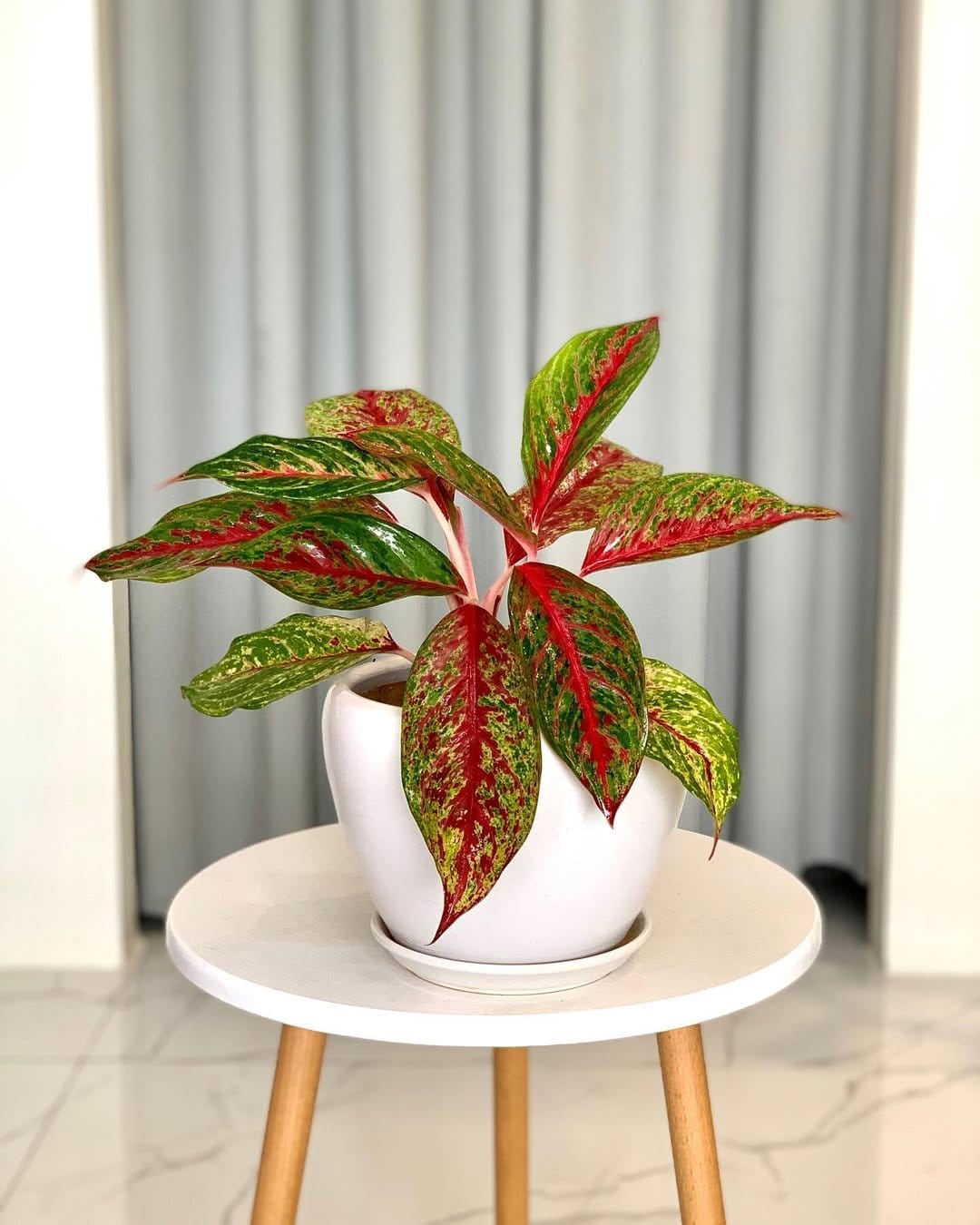 Vibrant Chinese evergreen in patterned pot