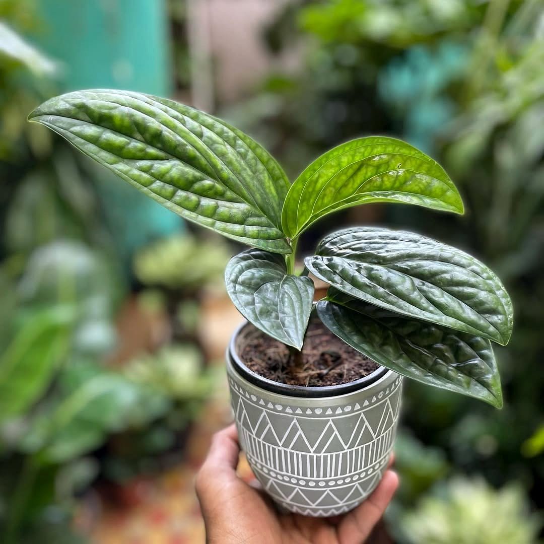 large terracotta planter with monstera