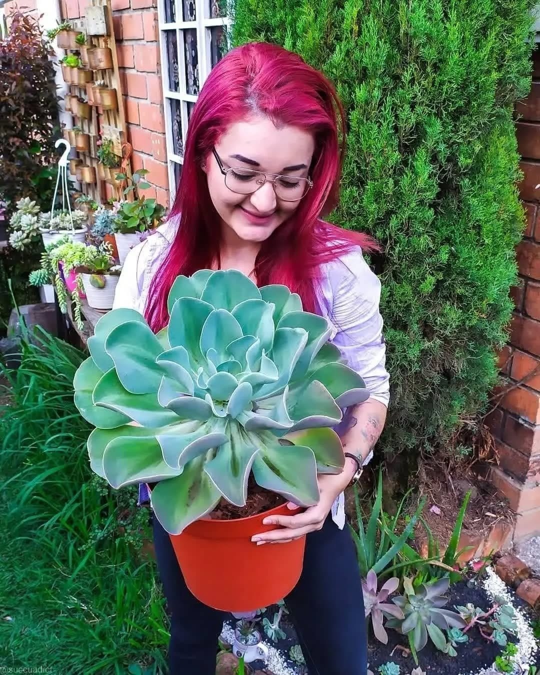 Soft blue echeveria in round planter