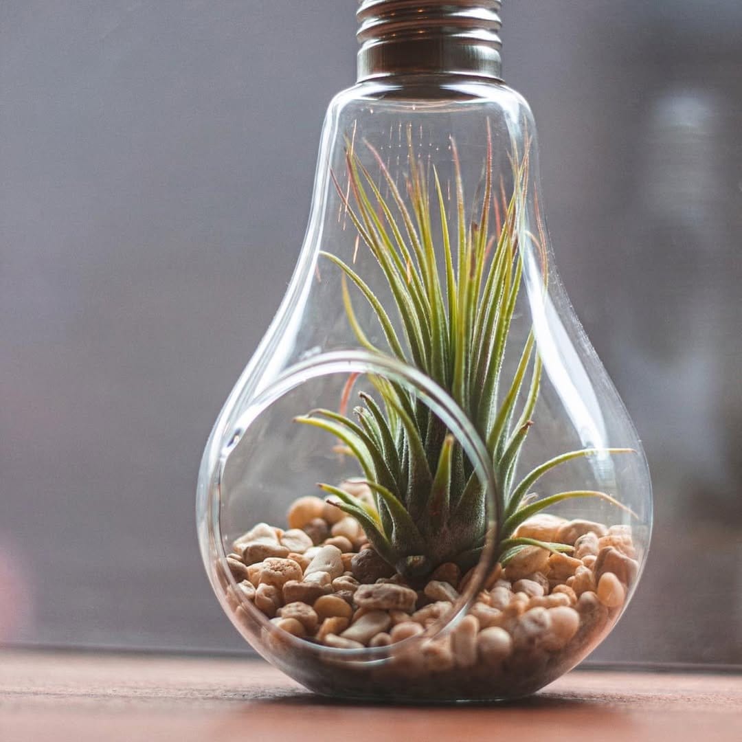 Airy tillandsia in glass terrarium