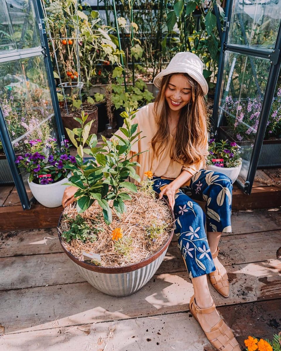 small potted lime tree