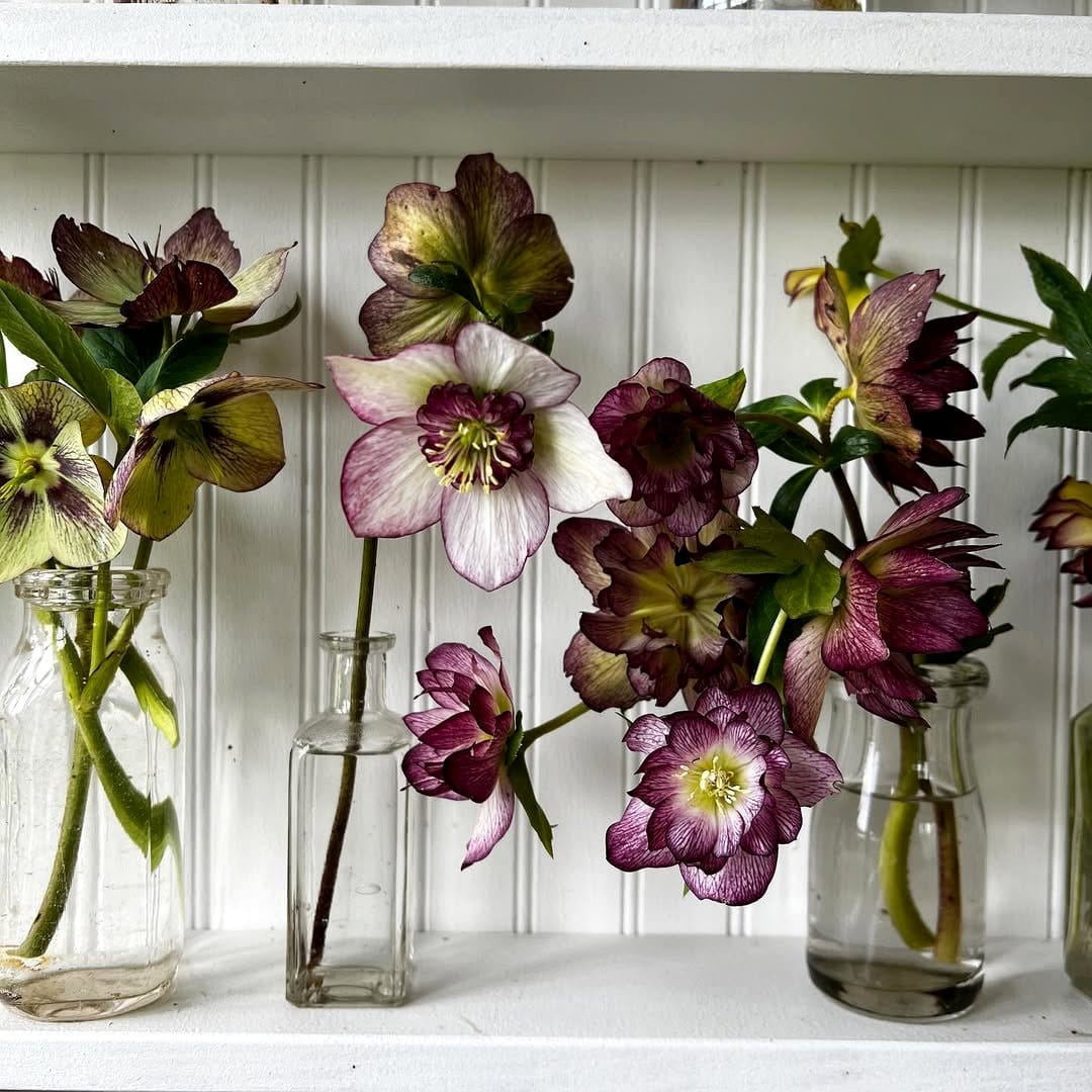 shelves with color-coordinated pots and flowers