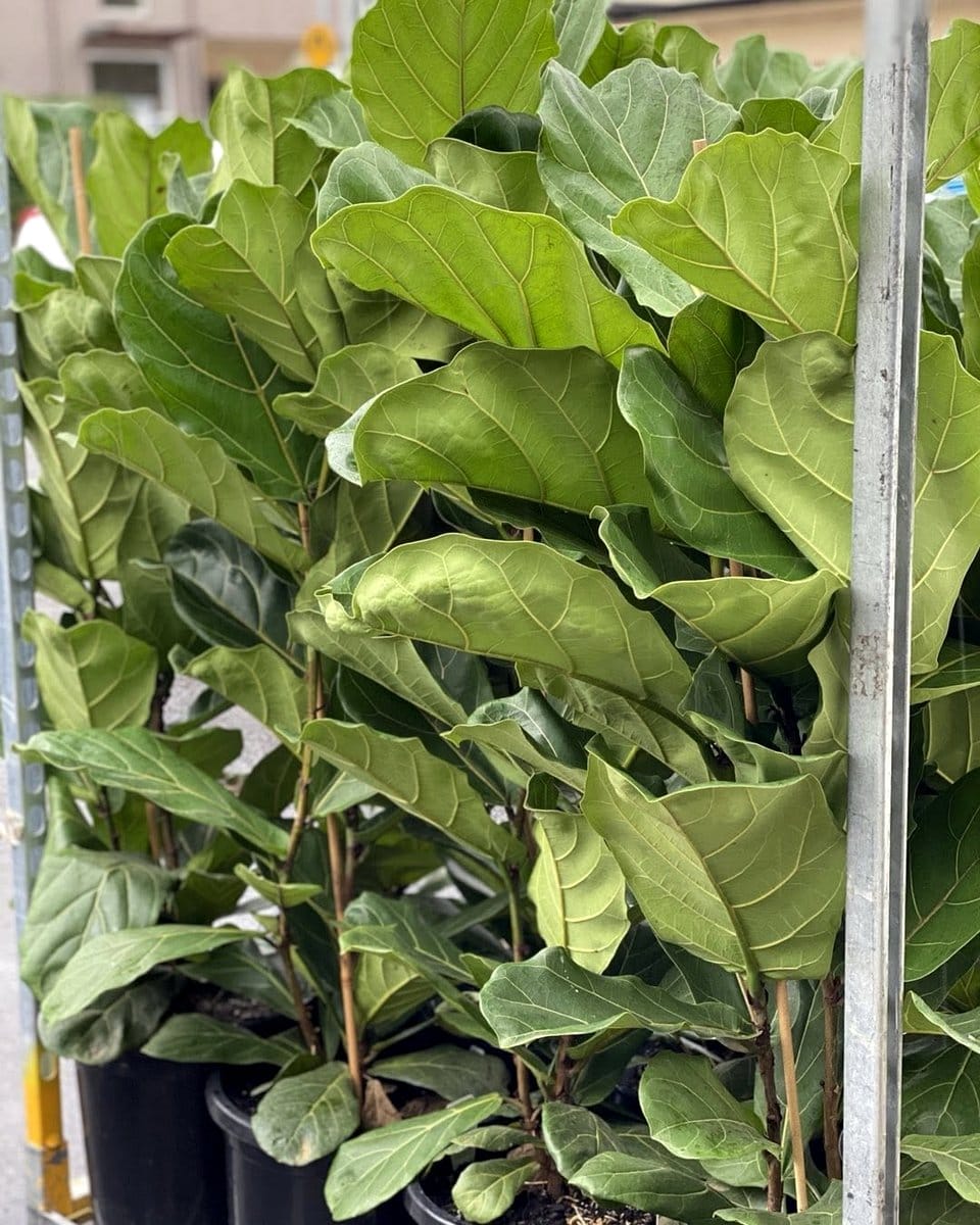 fiddle leaf fig beside an urban-style record cabinet