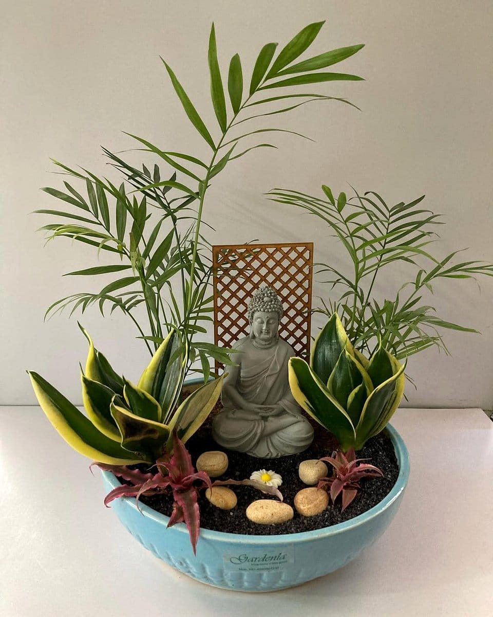 Tall snake plant in sleek black planter