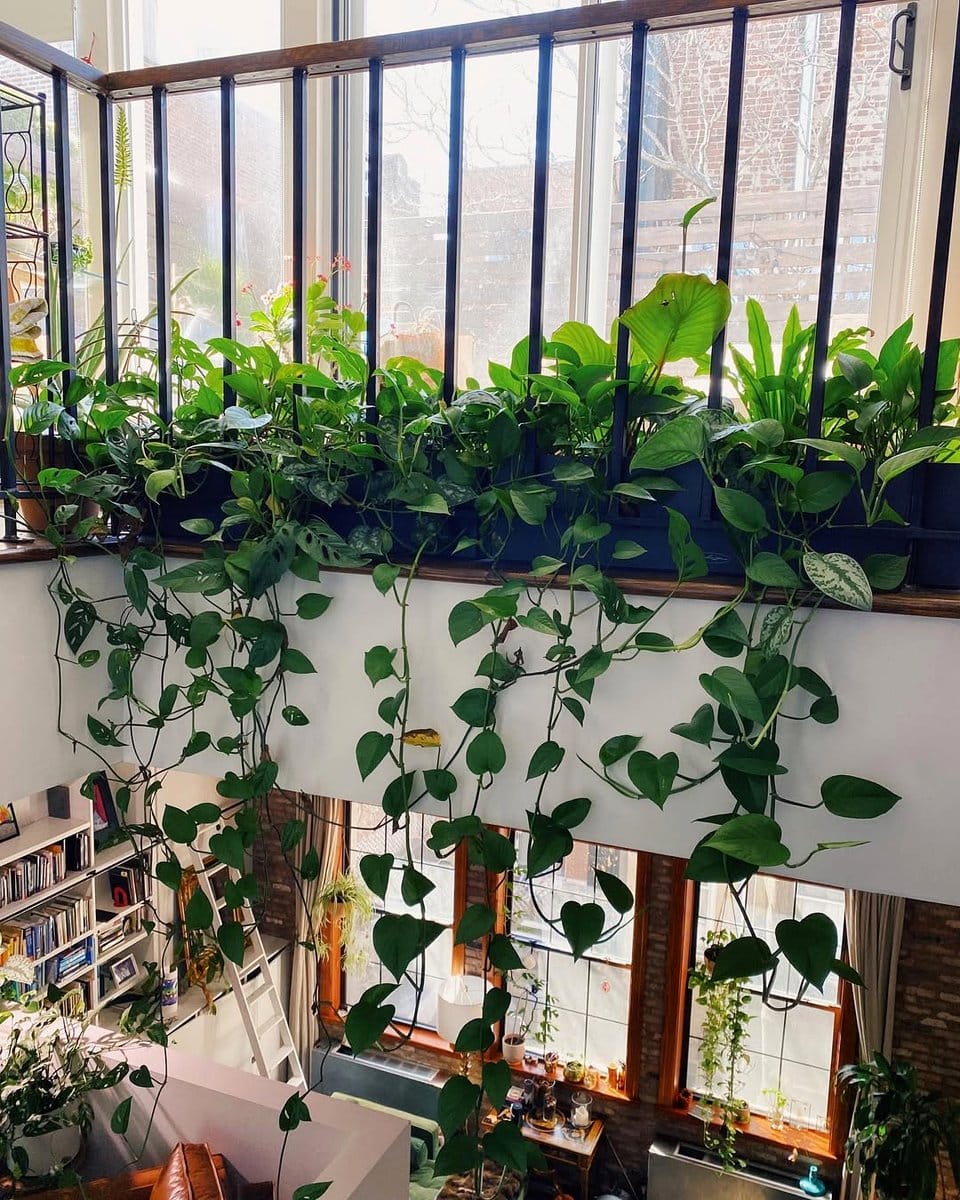 ivy cascading from birdcage