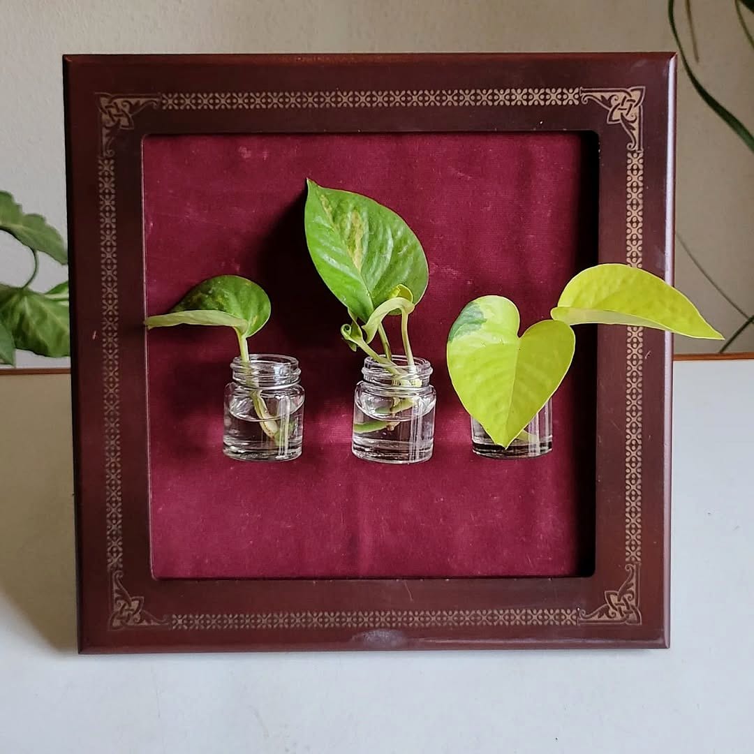 Elegant picture frame with live plants