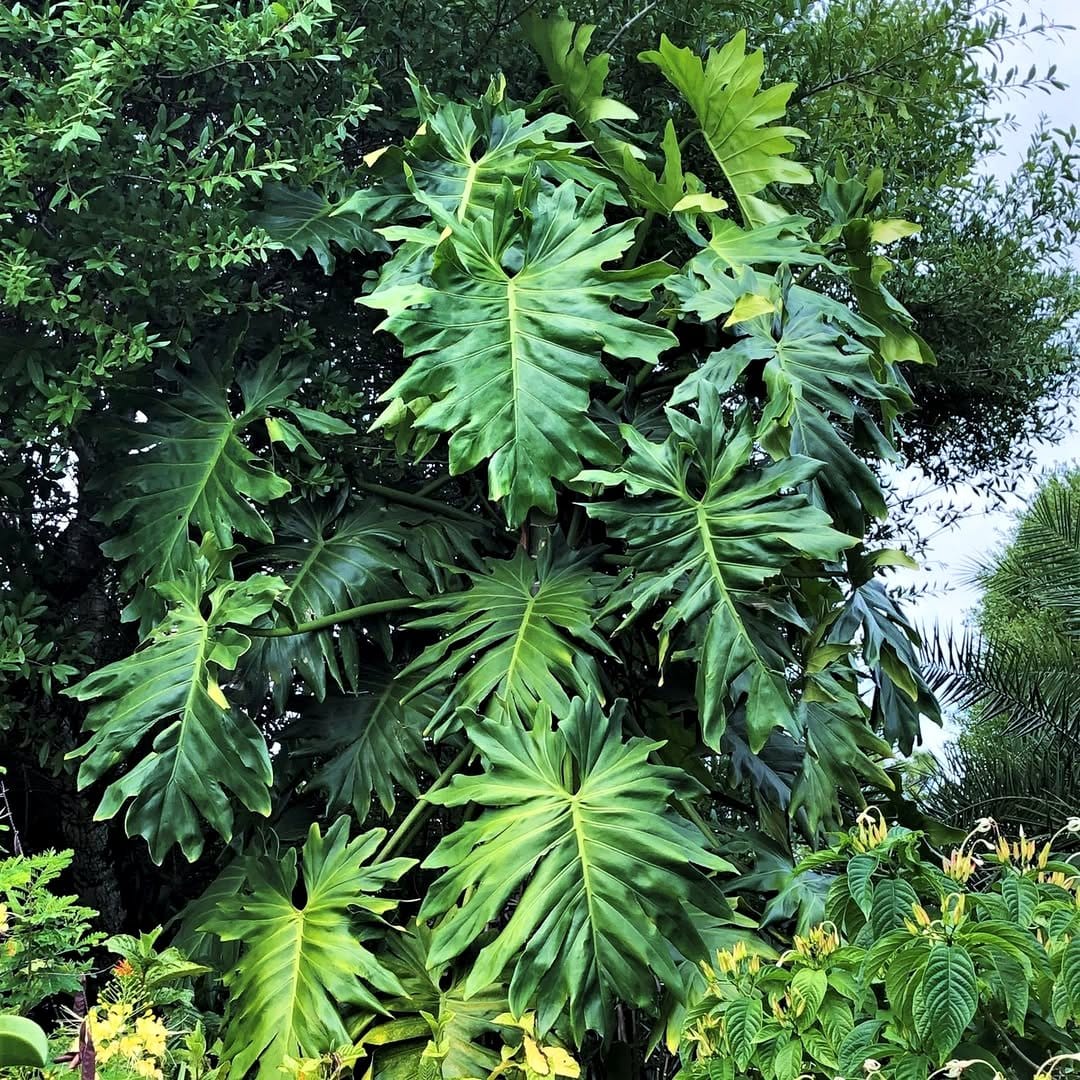 philodendron selloum with large, dramatic leaves
