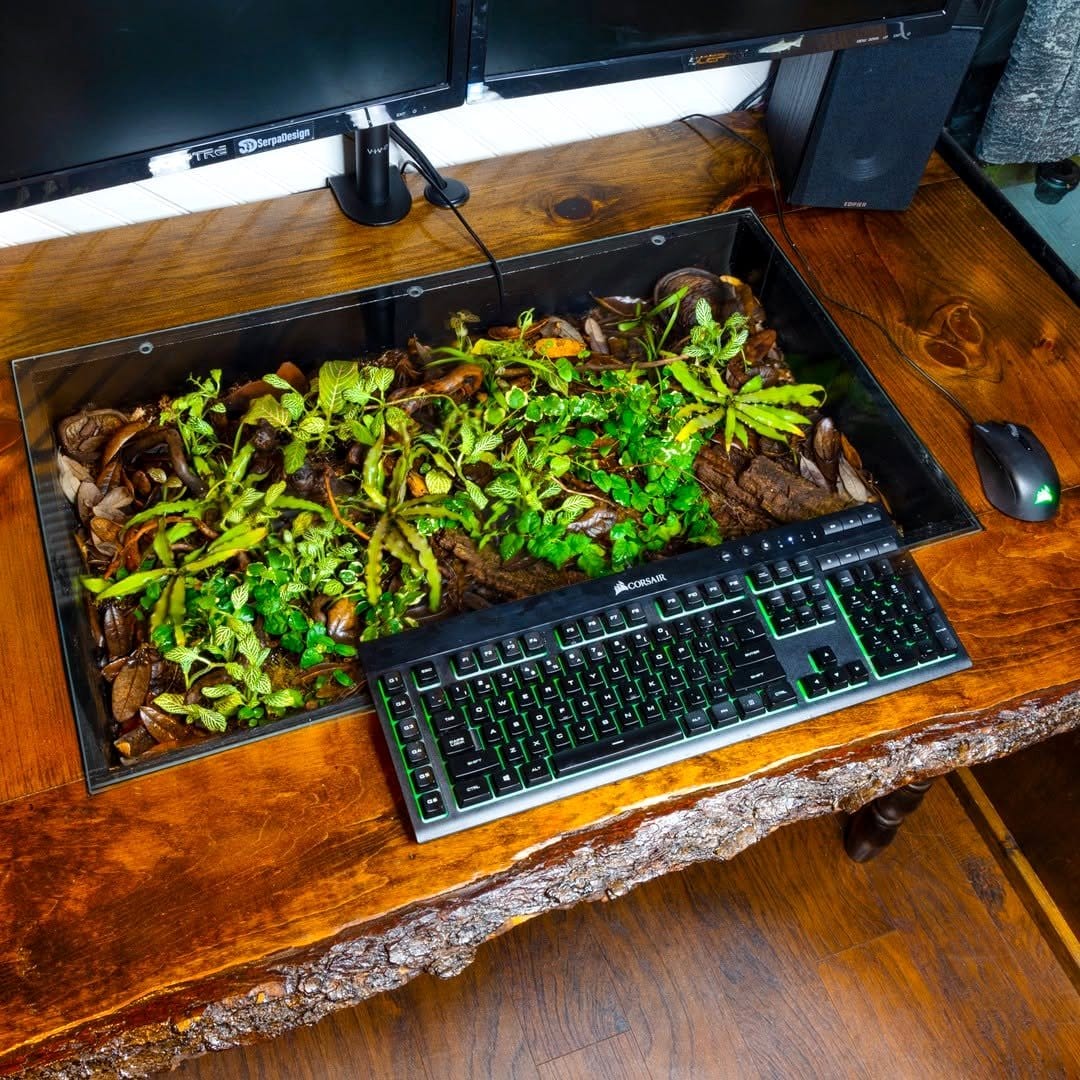 terrarium on office desk