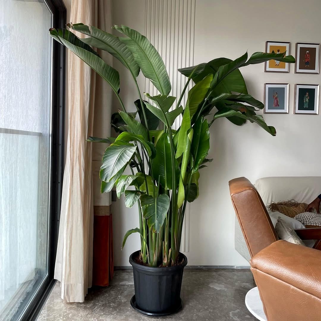 Tall bird of paradise in terra cotta pot