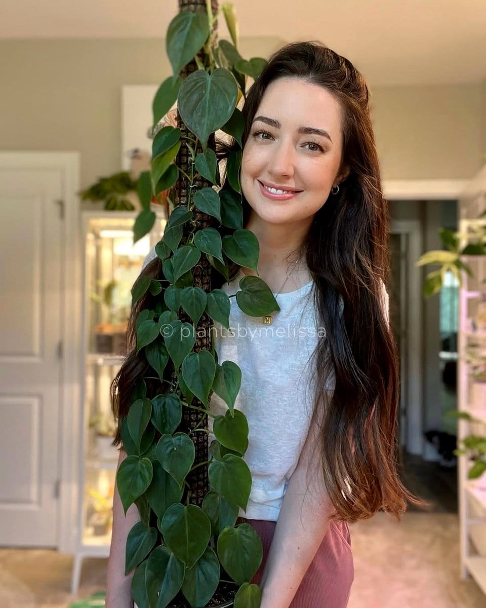 heartleaf philodendron in hanging basket
