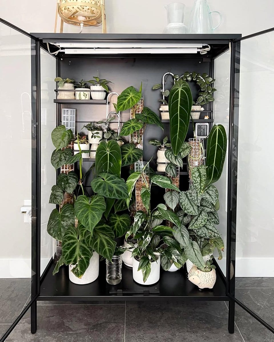 trailing pothos on bookshelf