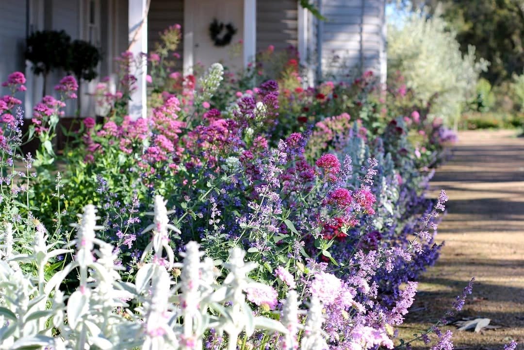 valerian plant in a garden bed