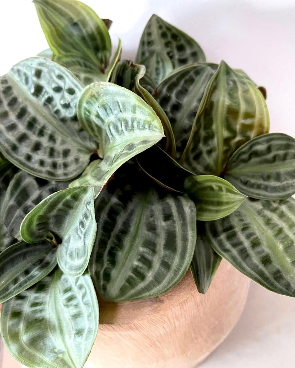 mix of textured plant leaves