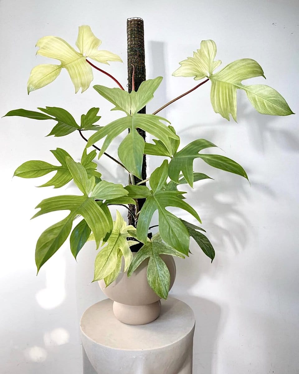Calathea and Philodendron in decorative pot