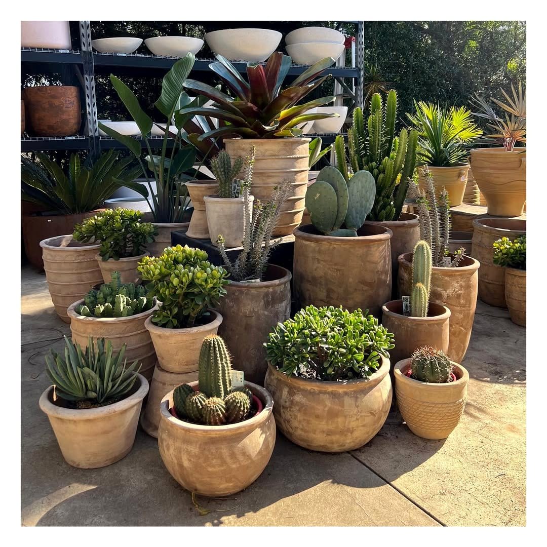 Cactus and Succulent Mix in terracotta pots