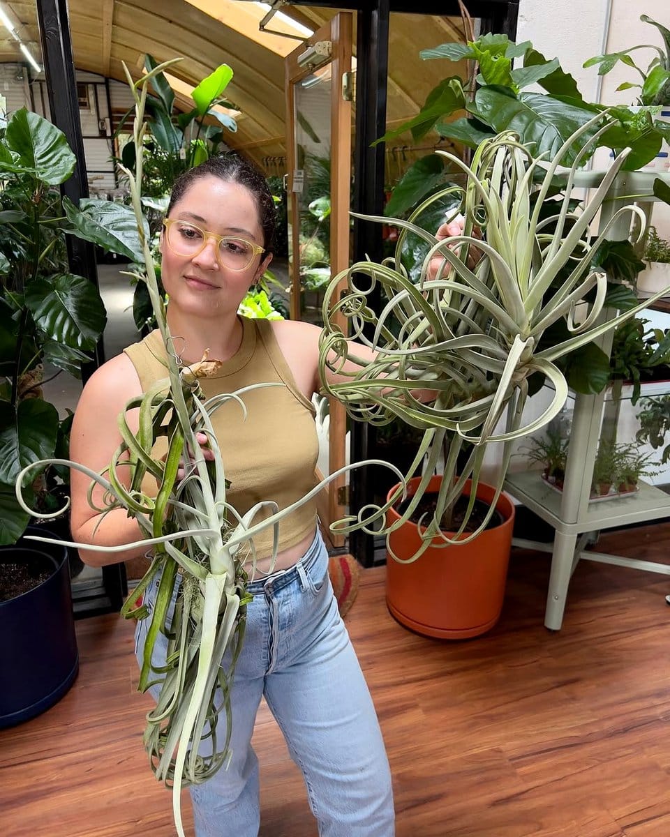 wood slice with Tillandsia