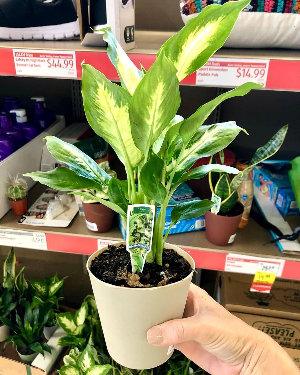 Aglaonema and Dieffenbachia on a side table