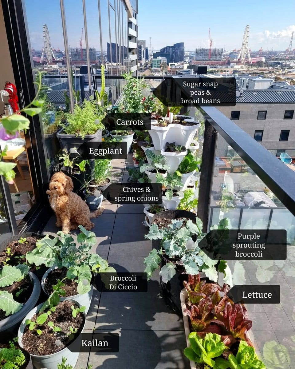 colander herb garden on urban balcony