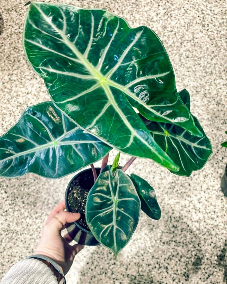 alocasia plant cluster