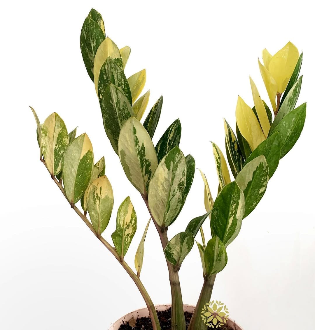 zz plant on marble vanity
