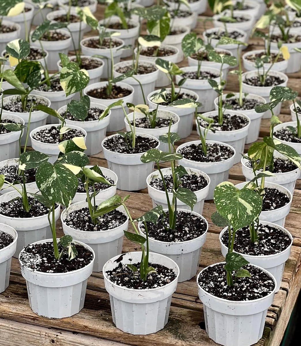 monstera and alocasia on a plant stand